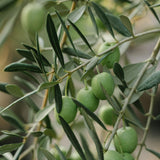 Junior Gardener