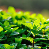 Menta