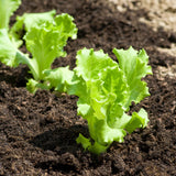 Lechuga romana