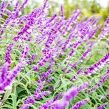 Salvia mexicana