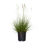 Pennisetum