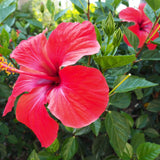 Hibisco