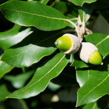 Encina