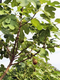 Fig tree
