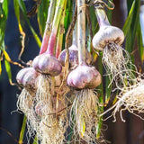 Ajo de primavera