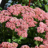 Sedum