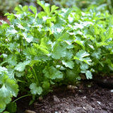 Cilantro