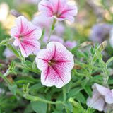 Petunias