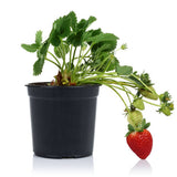 Planta de fresa