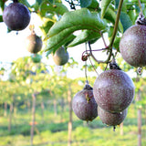 Passion Fruit