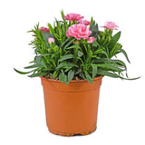 Dianthus