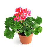 Geraniums