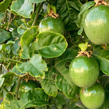 Passion Fruit