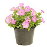 Petunias