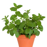 Mint