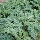 Col rizada