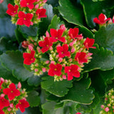 Kalanchoe