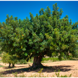 Carob tree