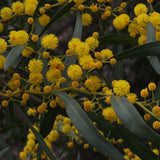 Corona de acacia dorada