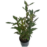 Laurel