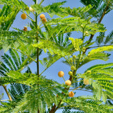 Árbol de plomo