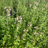 Lemon thyme (Aureovariegata)