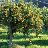 Mandarin Tree