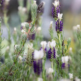 Spanish Lavender (Bella)