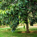 Árbol de mango