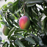 Árbol de mango