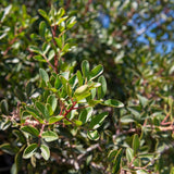 árbol de lentisco