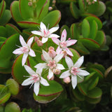 Planta de jade