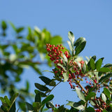 árbol de lentisco