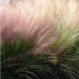 Muhlenbergia