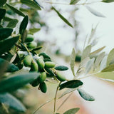 Olivo