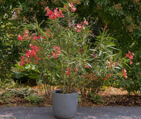Oleander