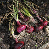 cebolla roja