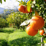 Naranjo