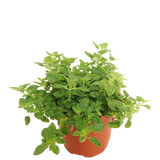 Oregano