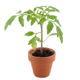 tomate cherry
