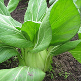 Pak choi