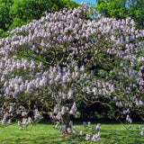 Paulownia - árbol dedalera