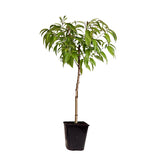 Peach Tree