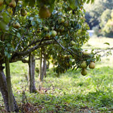 Pear Tree