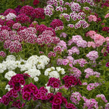 Dianthus