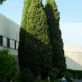Cypress