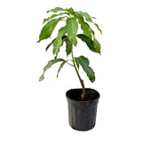 Árbol de mango