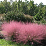 Muhlenbergia