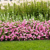 Petunias