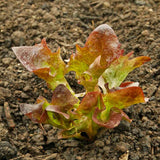 lechuga de hoja de roble